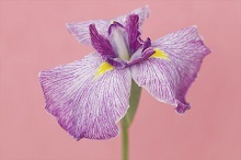 France's floral emblem, Fleur de Lys