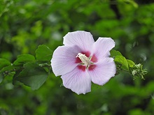 South Korea's Floral Emblem