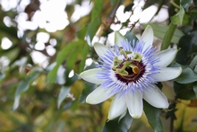 Paraguay's Floral Emblem