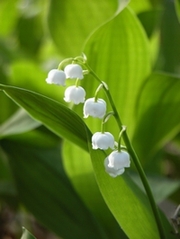 Sweden's Floral Emblem