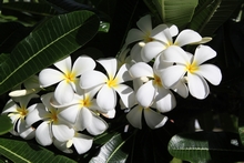 Laos' Floral Emblem