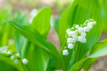 Finland's Floral Emblem