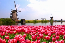 The Netherlands' Floral Emblem