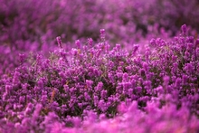 Norway's Floral Emblem