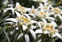 Switzerland's Floral Emblem