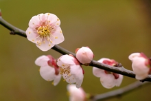 Taiwan's Floral Emblem